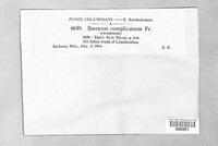 Stereum complicatum image